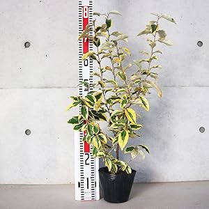 Amazon.co.jp: 斑入りグミ ギルトエッジ5号鉢【品種で選べる花木苗/1個 Amazon.co.jp: 斑入りグミ ギルトエッジ5号鉢【品種で選べる花木苗/1個