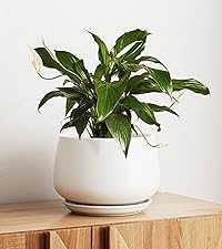 VALIEM willing plant BOWL-Ｌ VALIEM willing plant BOWL-L