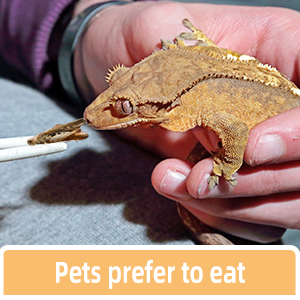 pets prefer to eat