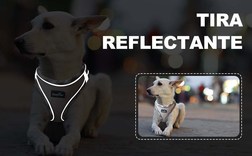 un perro pequeño con un collar reflectante