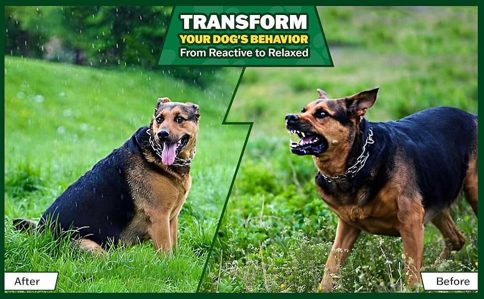 aggressive and reactive