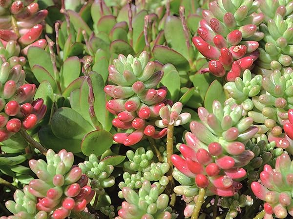 ニジノタマ　虹の玉　多肉植物　セダム セダム・虹の玉（ニジノタマ）の育て方・栽培方法 | LOVEGREEN
