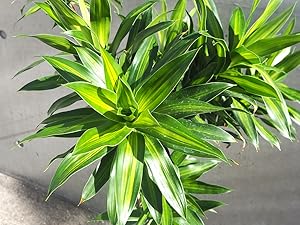 ドラセナ　ソングオブジャマイカ　苗　バラ売り 観葉植物 ドラセナ ソング オブ ジャマイカ 8号 プラスチック鉢