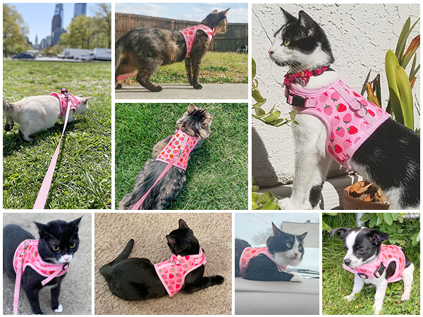 Catloveページ Hartz Cattraction with Silver Vine & Catnip® Koi Dangler