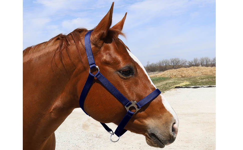 Right profile of a horse's head wearing the blue halter.