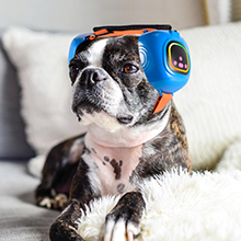 Anxious dogs – soothe their mood swings with calming melodies.