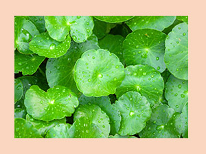 SUGAR Coffee Culture Eye Firming Cream