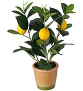 WHW Whole House Worlds Lemon Topiary Tree, Brilliant Yellow Fruit, Green Leaves, Pot with Moss Su...