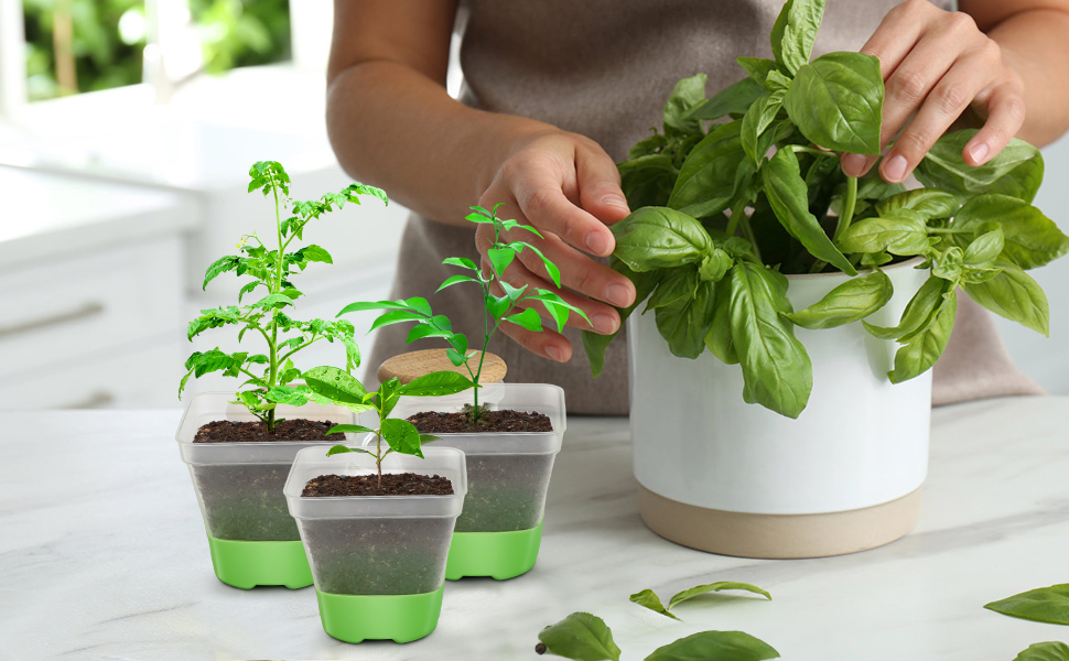 clear plant pots