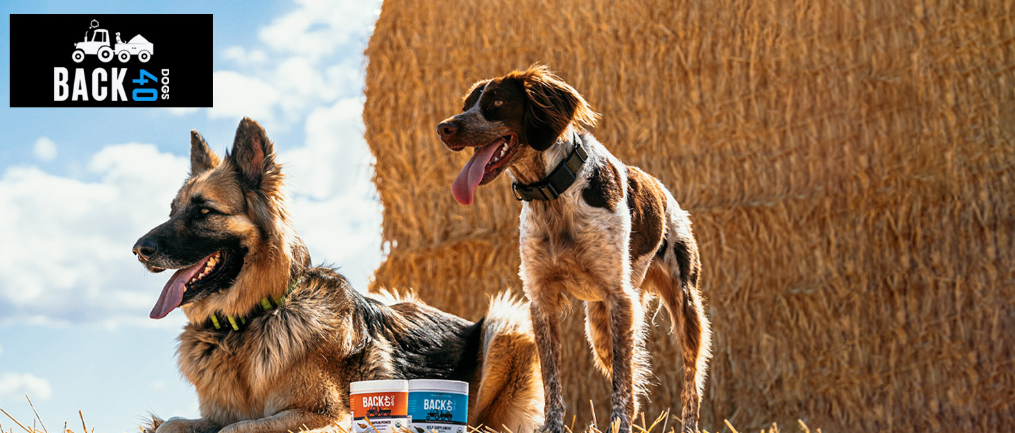 fiber supplement glands dog pumpkin digestive enzymes probiotic healthy bowels 