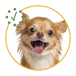 Happy Dog