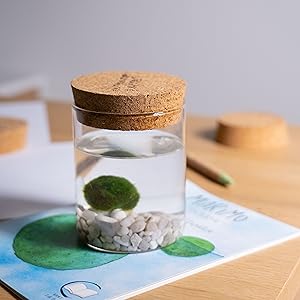 marimo original sughero felicità