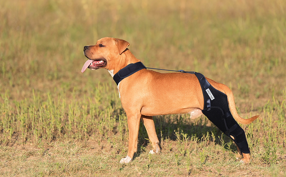 DGYAO Dog Knee Brace for ACL, Knee Cap Dislocation