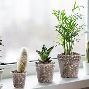 clear pots