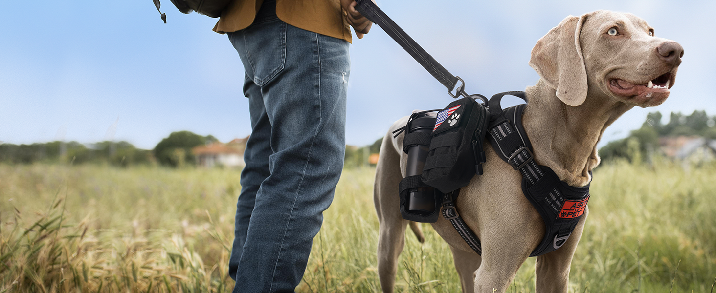dog harness