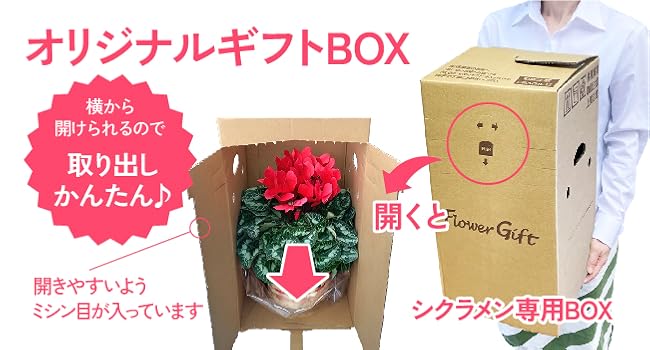 Amazon | 花のギフト社 シクラメン ギフト プレゼント 花 鉢植え