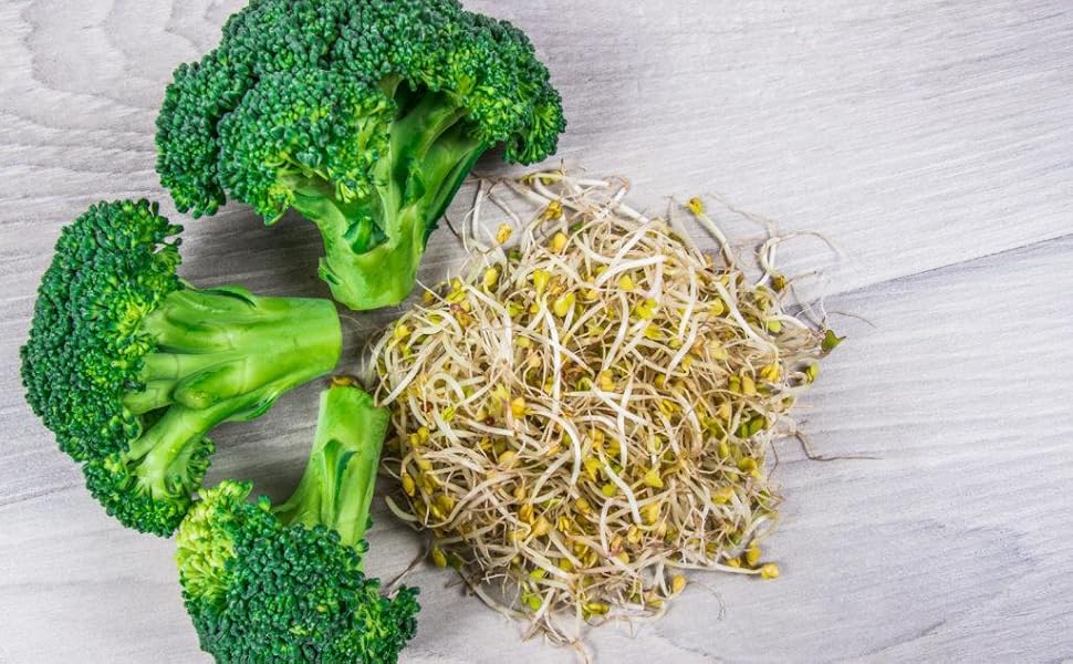 Bodygenix Broccoli Sprout Extract Capsules Broccoli Sprout Extract