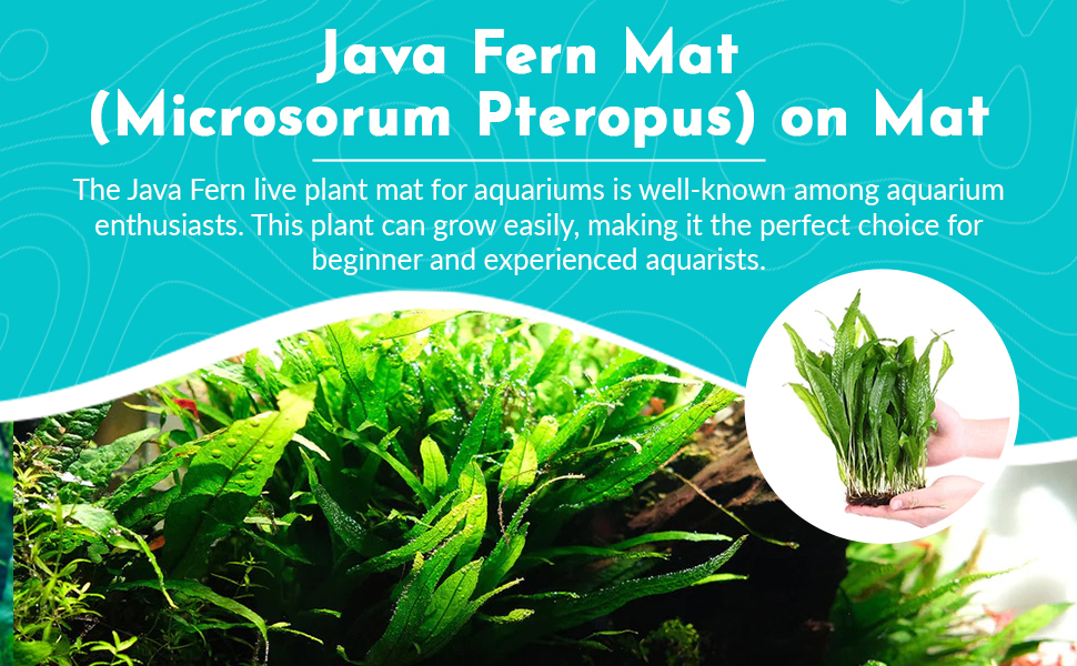 Amazon.com: CANTON AQUATICS Live Java Fern Microsorum Pteropus on Mat ...