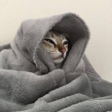 Cat in wrapped in the blanket
