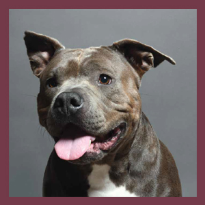 Photograph of dog Major Walter Von Burger from Forever Home