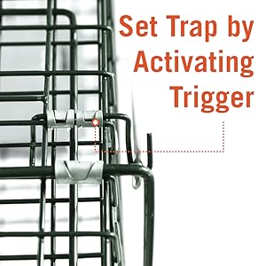simple set up for animal trap