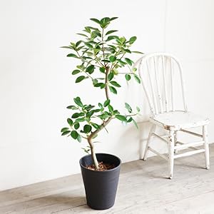 フィカス　ルビギノーサイズ　フランスゴム　太幹　植物　盆栽　インテリア Amazon｜フランスゴム S字仕立て 観葉植物 本物 ブラックセラ