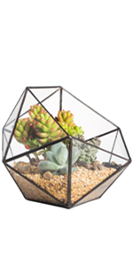 terrarium