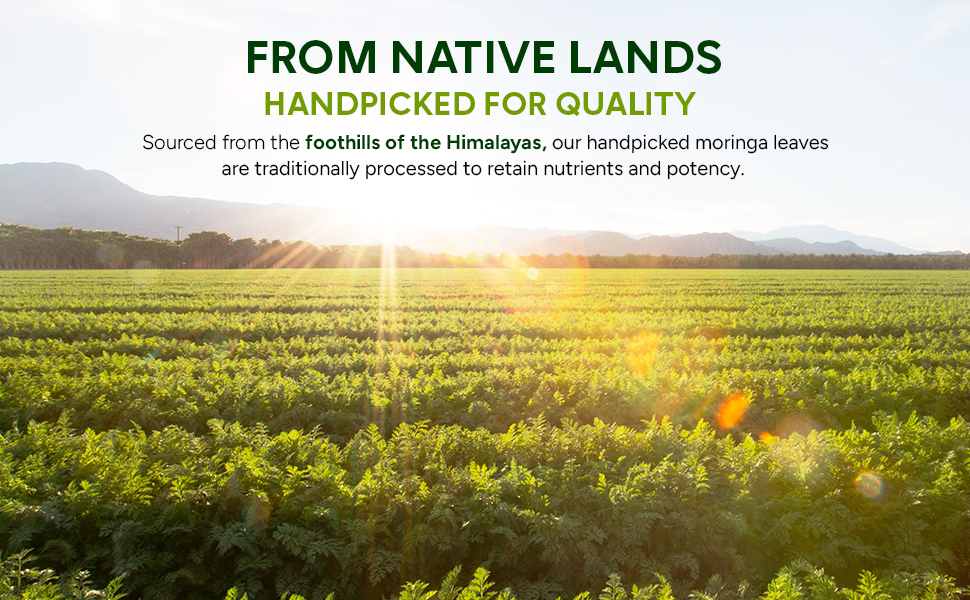 Premium Moringa Capsules with Black Pepper. Moringa Oleifera Powder