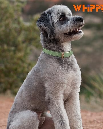 dog collar (2)