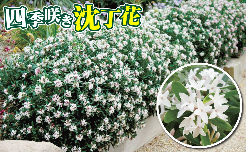 Amazon.co.jp: 花木苗 四季咲き沈丁花 エターナルフレグランス 1