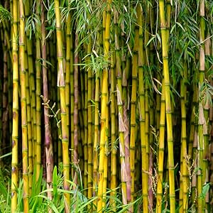 bamboo