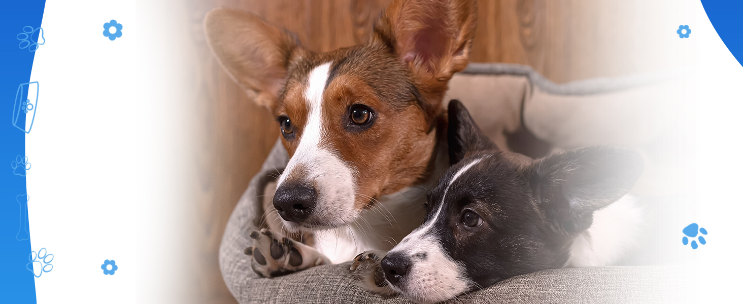 dog cough, kennel cough 