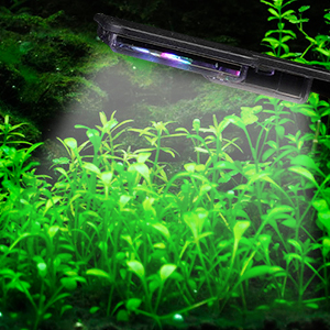 Unterwasser-Aquariumszene mit LED-Beleuchtung, die leuchtend grünen Wasserpflanzen
