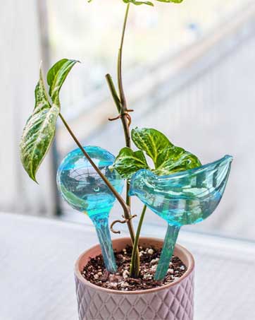 Plant Self Watering Globes
