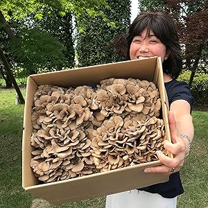 Amazon.co.jp: いちまさ 新潟県産 まいたけ 舞茸 (4株 約1.5kg