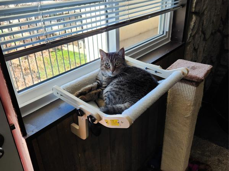 window hammock for cats inside