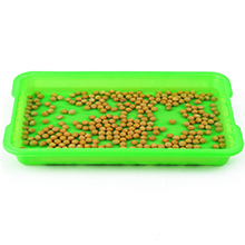microgreens growing kit indoor