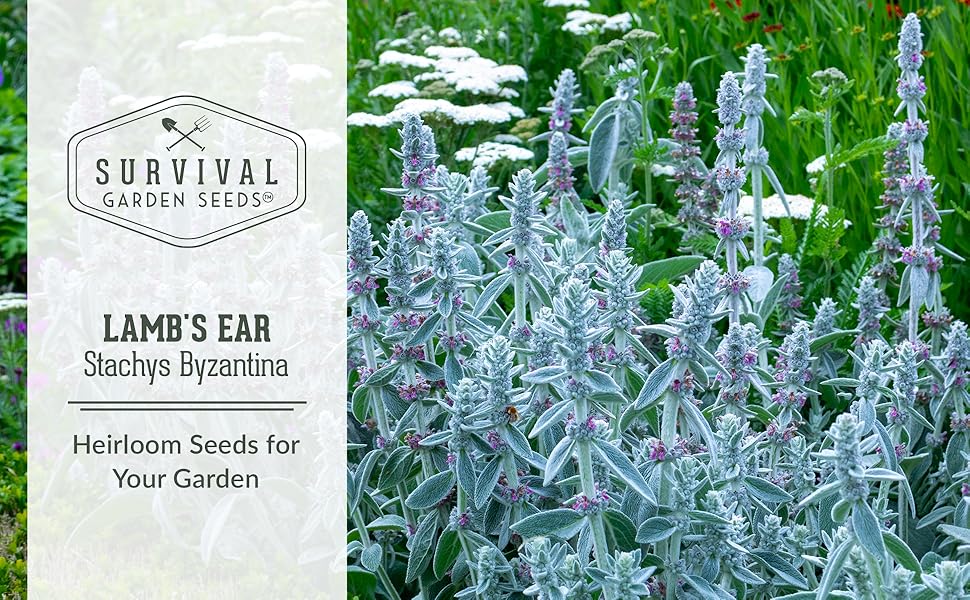 Lamb's Ear Seeds for Planting 1 Packet with Instructions