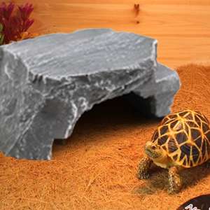 Bearded Dragon Tortoise Amphibians Aquarium