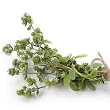 Litsea