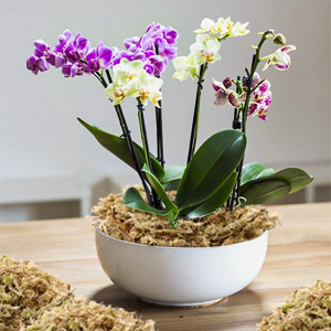 Small manufacture image 3