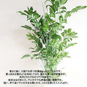 Amazon｜高性チャメドレア 観葉植物 本物 10号 大鉢 観葉植物