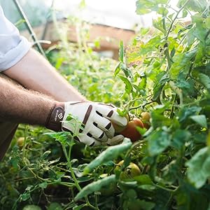 Man picking tomato