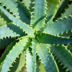 Carefully selected and abundant beauty ingredients to convey rough skin.