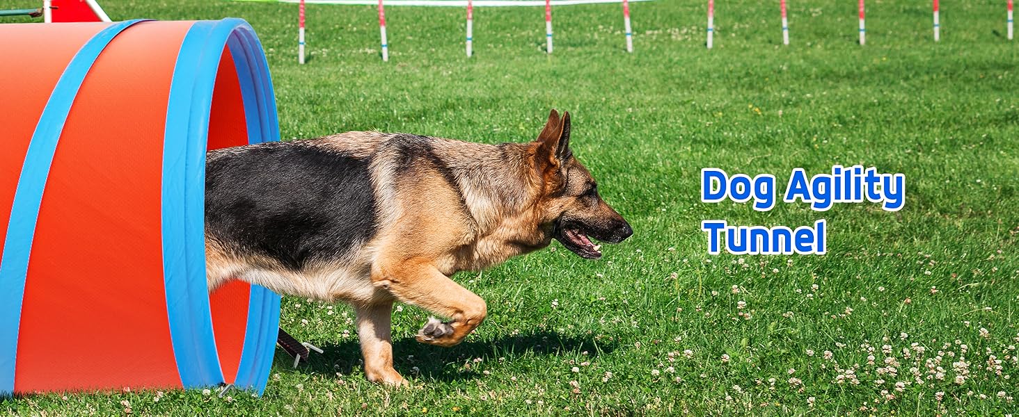 dog agility course backyard set