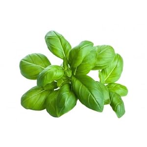 basilic