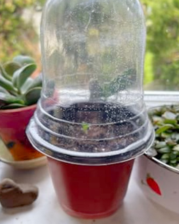 plant pots
