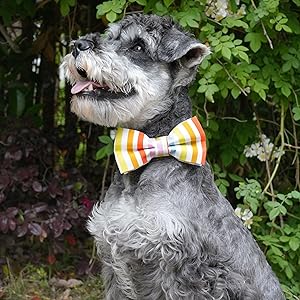 collar bow