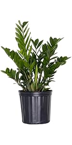 Amazon.com : United Nursery ZZ Plant – Zamioculcas
