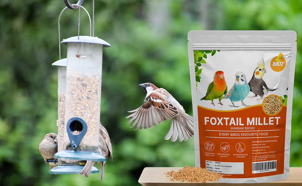 Buy BOLTZ Premium Foxtail Millet (Kangni Seeds) 500 gm, Bird Food for Canaries, Finches